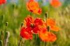 USA-Idaho-Genesee Red Orange poppies Art Print